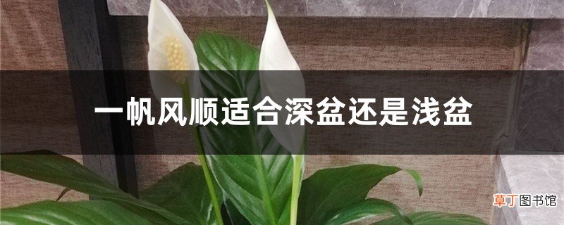 一帆风顺适合深盆还是浅盆,一帆风顺花适合什么盆