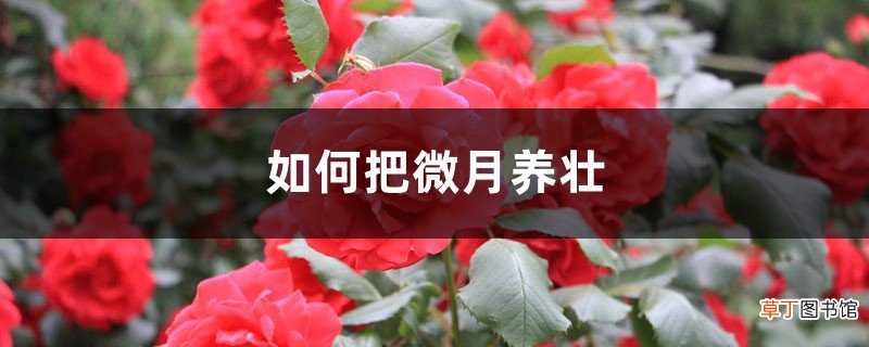如何把微月养壮