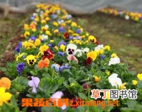七色堇的品种和观赏价值 七色堇的栽培方法