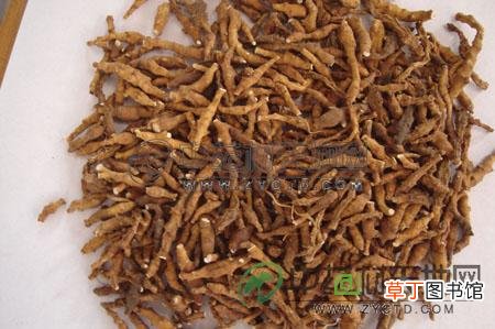 中药九节菖蒲的功效
