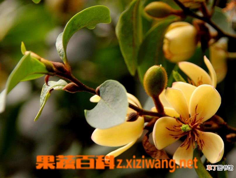 含笑花如何繁殖 含笑花的繁殖方法