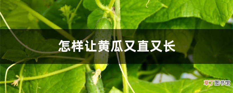 怎样让黄瓜又直又长