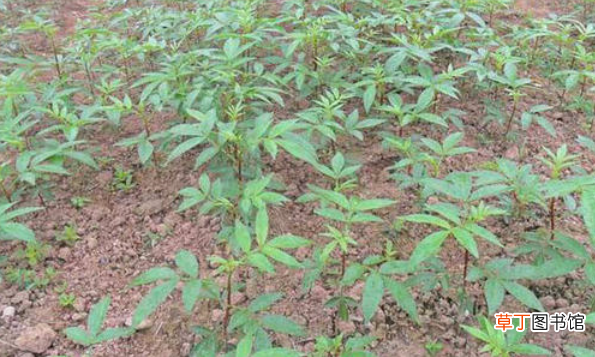 花椒籽怎么种发芽最快