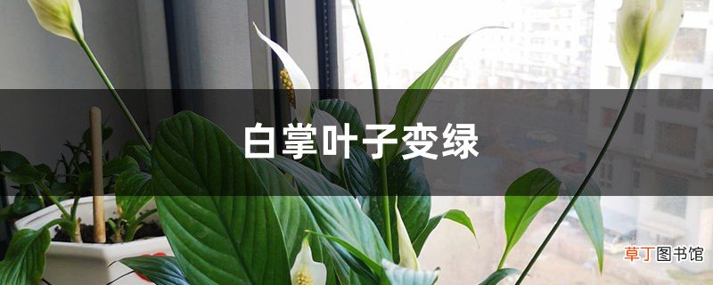 白掌叶子如何从黄变绿