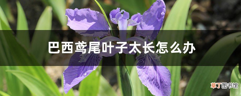 巴西鸢尾叶子太长怎么办