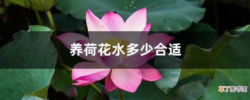 养荷花水放多少合适