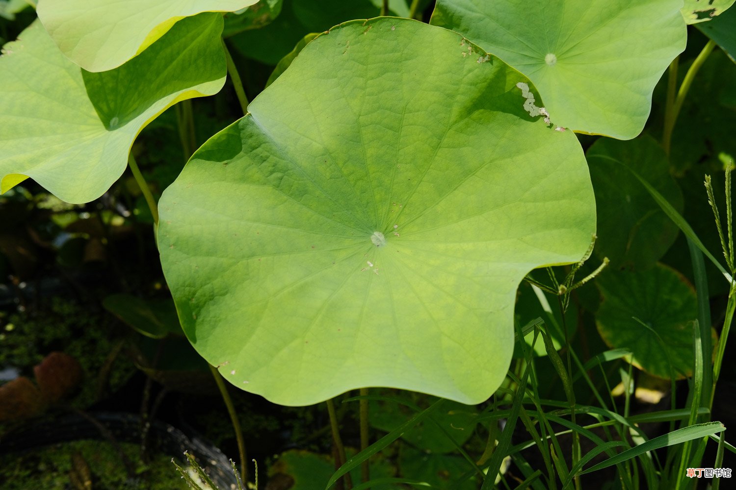 养荷花水放多少合适