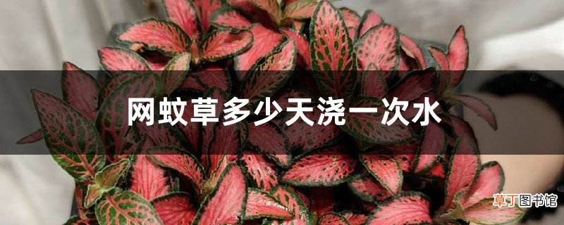 网纹草多少天浇一次水