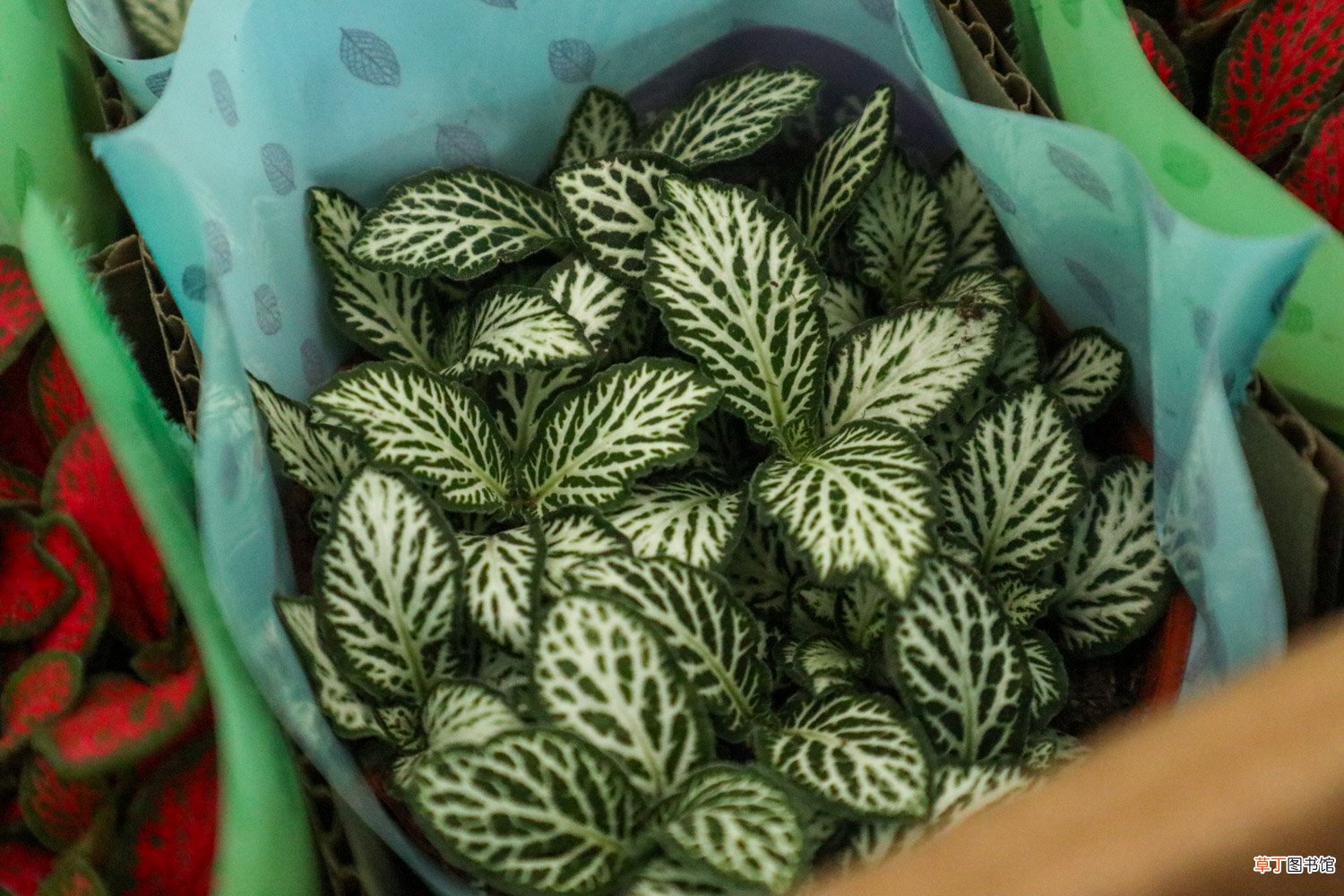 网纹草多少天浇一次水