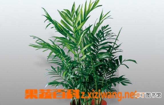 凤尾竹的养殖方法与注意事项