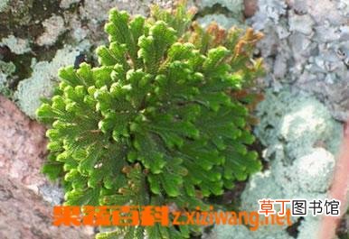 还魂草的功效