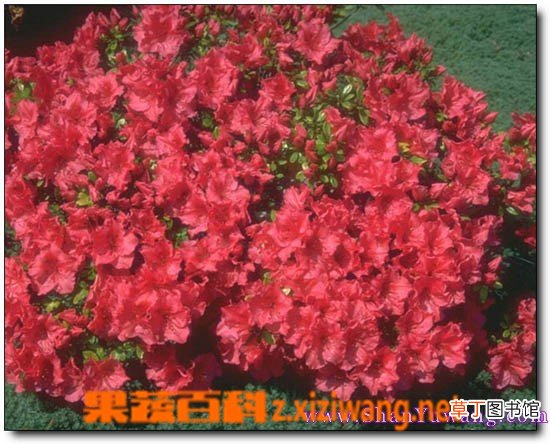 满山红的功效