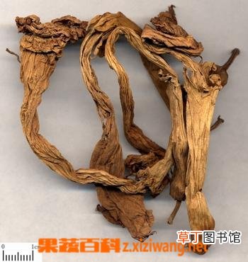 洋金花功效和作用