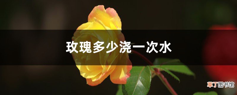 玫瑰多少天浇一次水