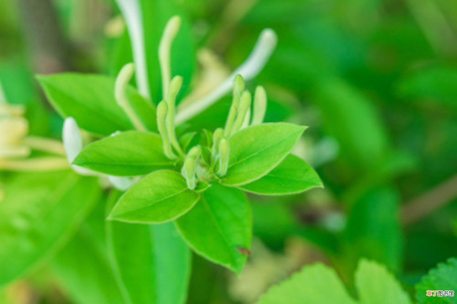 金银花一次浇多少水