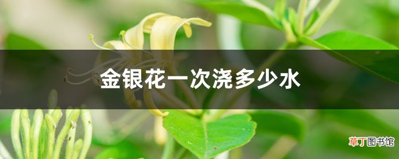 金银花一次浇多少水