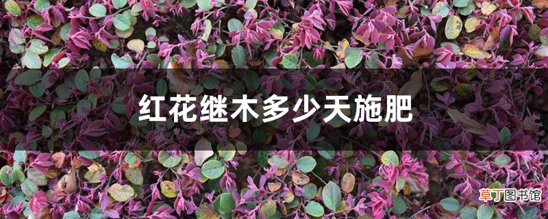 红花继木多少天施次肥