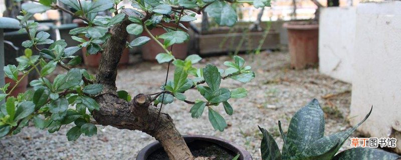 福建茶盆景多少时间浇次水