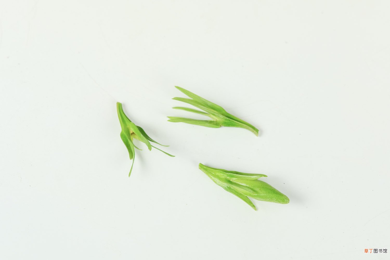 栀子花一天要浇多少水
