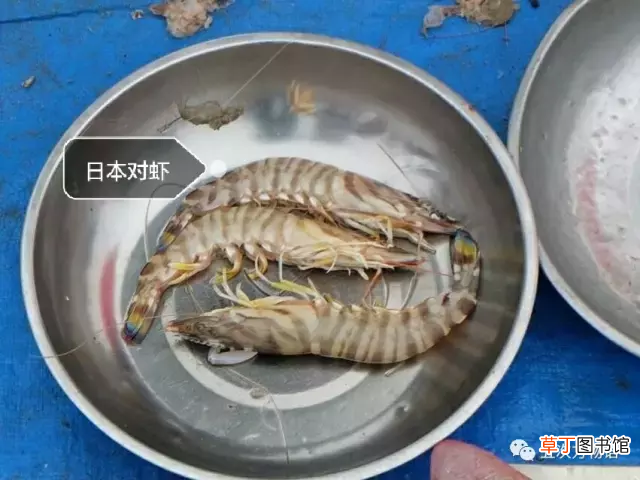 青岛大虾 各种青岛大虾