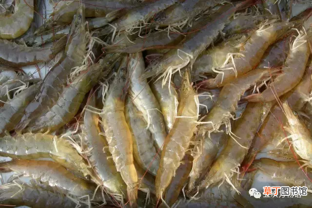 青岛大虾 各种青岛大虾