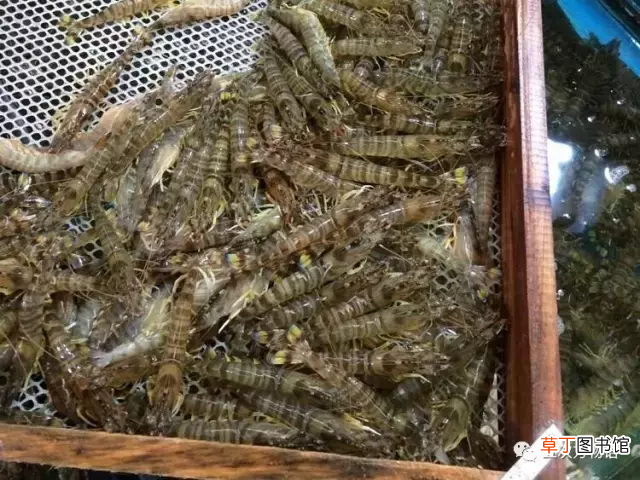 青岛大虾 各种青岛大虾