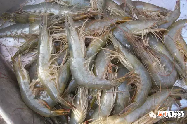 青岛大虾 各种青岛大虾
