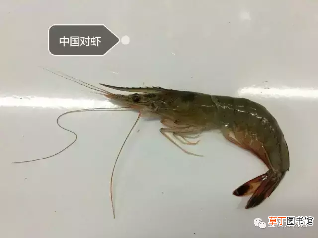 青岛大虾 各种青岛大虾