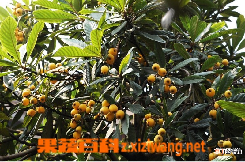 枇杷树怎么修剪 枇杷树剪枝方法教程