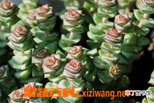 钱串子如何养殖 钱串子的养殖方法和注意事项