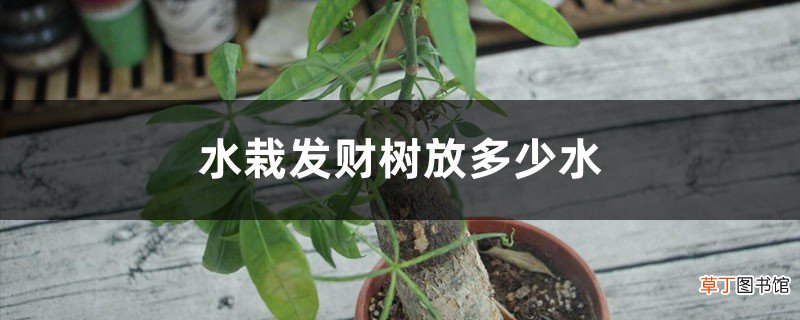水栽发财树放多少水