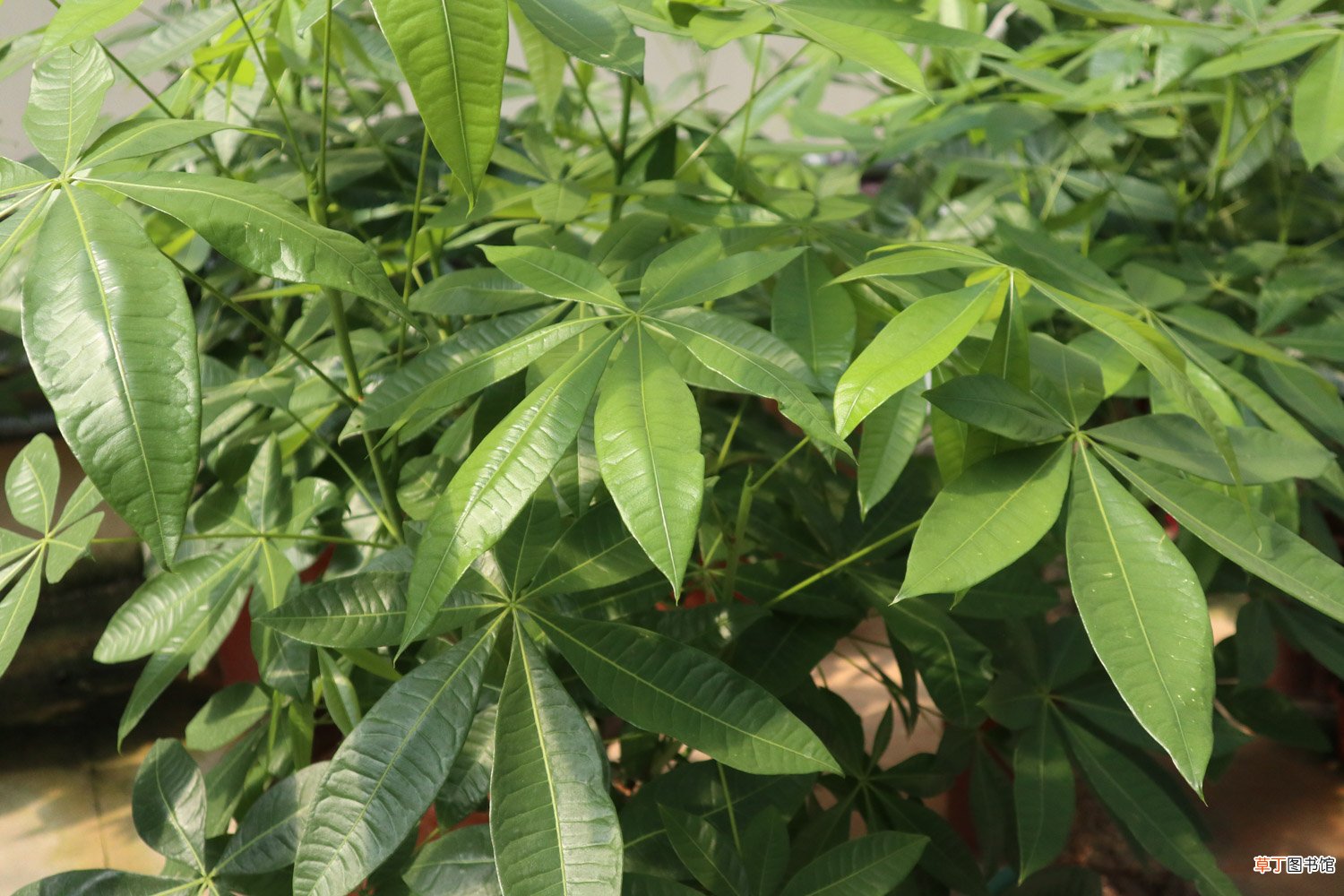 水栽发财树放多少水