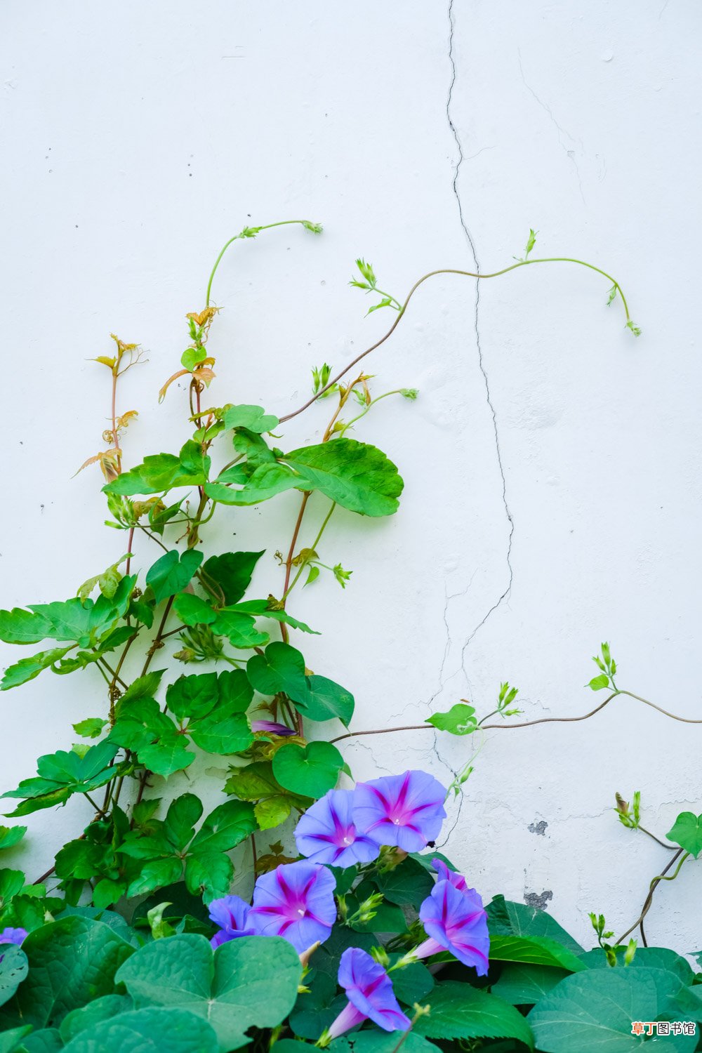 盆栽牵牛花多少天浇次水