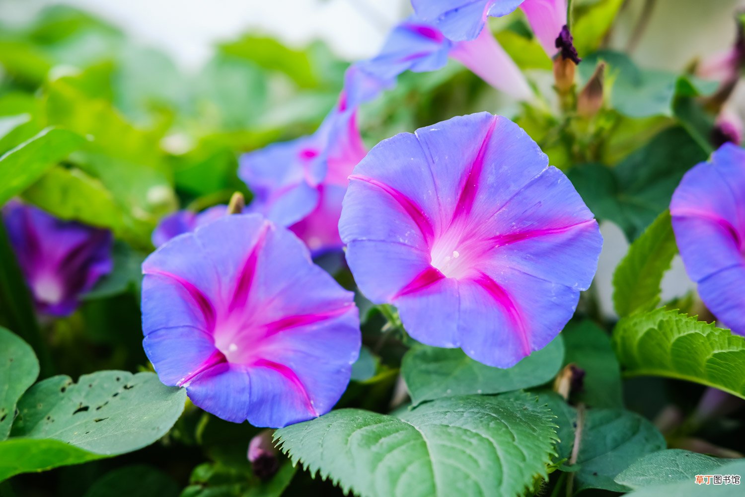 盆栽牵牛花多少天浇次水