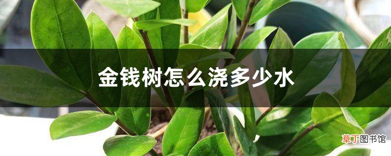 金钱树浇多少水