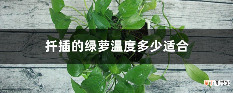 扦插的绿萝温度多少适合