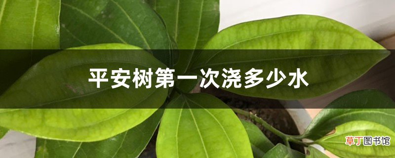 平安树第一次浇多少水
