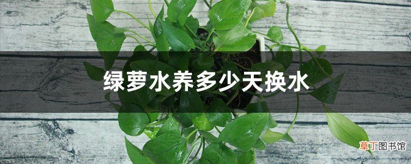 绿萝水养多少天换水