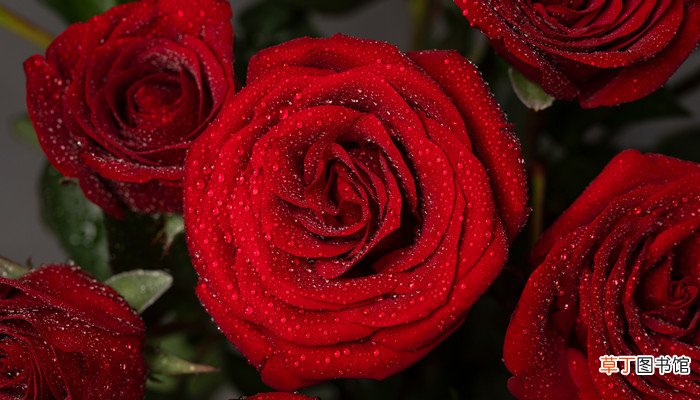 梦见花枯萎了是什么意思