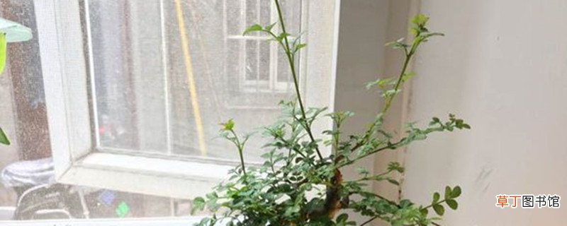 白蜡盆景的浇水方法