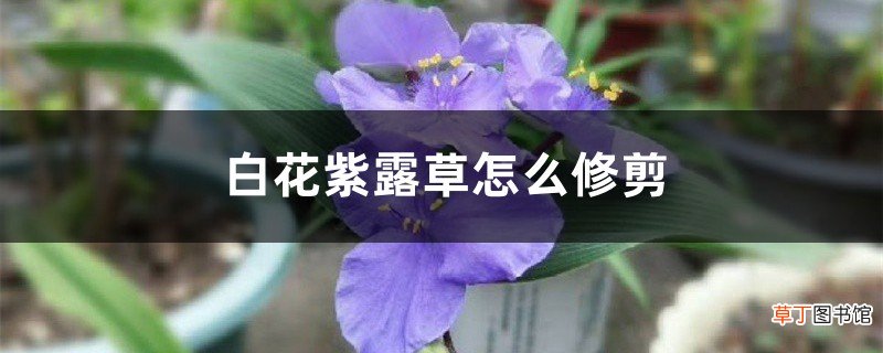 白花紫露草怎么修剪