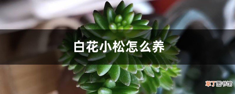白花小松怎么养