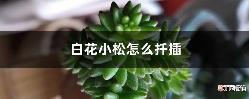 白花小松怎么扦插