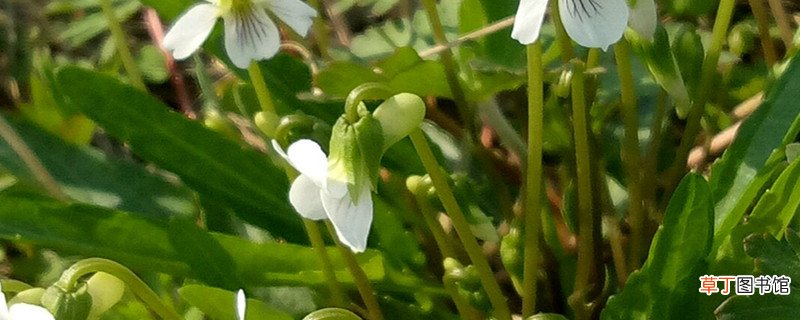 白花地丁繁殖方法