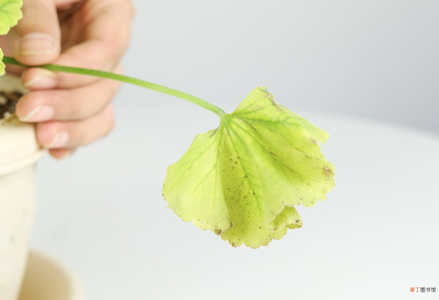 香叶天竺葵怎么养