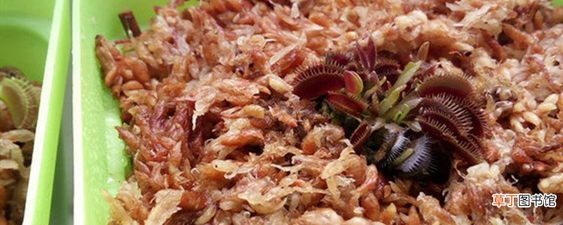 食蚊草怎么养殖