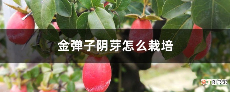 金弹子阴芽怎么栽培