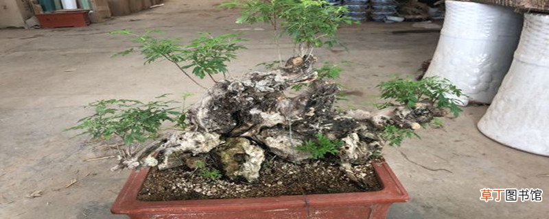 黄荆怎么栽怎么养
