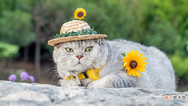 猫咪发情期持续多长时间