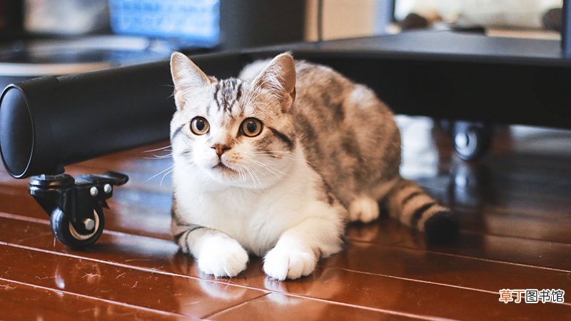 猫咪发情期持续多长时间